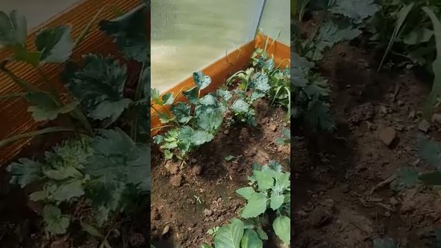 Мой молодой сад. Подарки от Ольги Фео. Скручиваются листья у томатов. смотреть онлайн