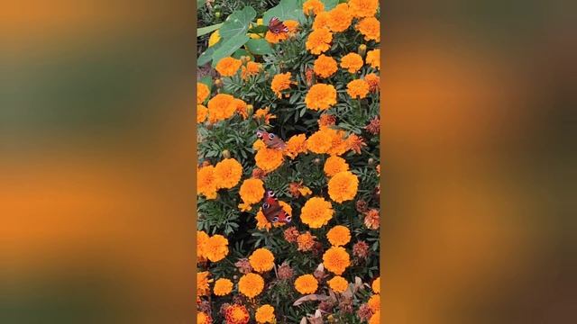 Какого цвета цветы к чему смотреть онлайн