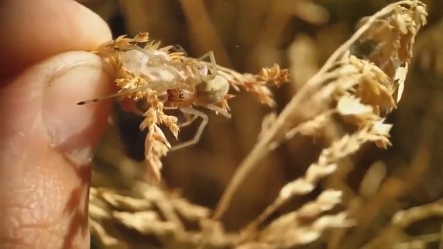 ЖЁЛТЫЙ САК нашествие в Беларуси ( Cheiracanthium punctorium ) смотреть онлайн