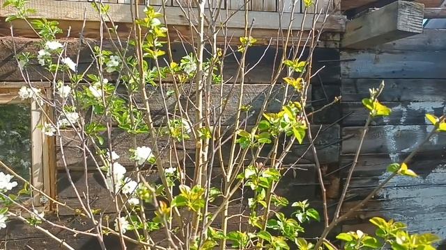 Огород и сад! Тюльпаны цветут на Урале. Томаты в теплице хорошо прижились. Дятел за забором..mp4 смотреть онлайн