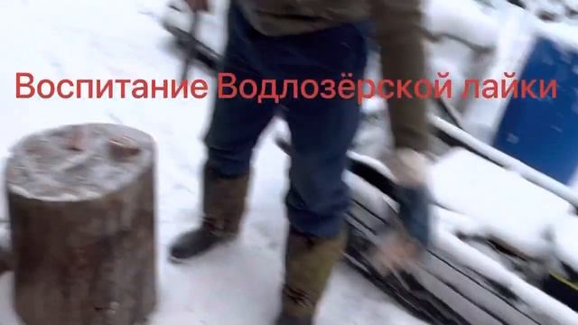 Лучшая лайка-воспитанная лайка! смотреть онлайн