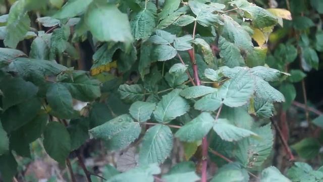 Canon EOS 1100D industat 50-2 смотреть онлайн