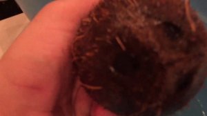 Кокосовая пальма в домашних условиях (попытка проращивания) #кокос #кокосоваяпальма