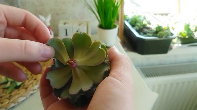 Спасаем вытянувшиеся суккуленты. Обрезка, укоренение, детки #succulents #суккуленты #эхеверия смотреть онлайн