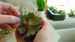 Спасаем вытянувшиеся суккуленты. Обрезка, укоренение, детки #succulents #суккуленты #эхеверия