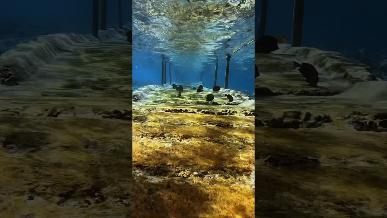 Подводная дорога #фридайвинг #underwater #freediving смотреть онлайн