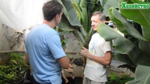 Как вырастить банан в домашних условиях