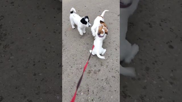 Держи нос по ветру! Щенок Джек рассела #jackrussell #джекрасселтерьер #щенок #щенокмилашка смотреть онлайн