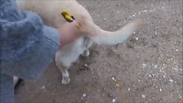 Мисси - пух смотреть онлайн