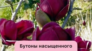 Саженцы Магнолии -50%