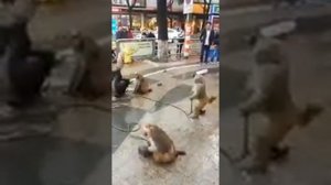 Макаки напали на старика