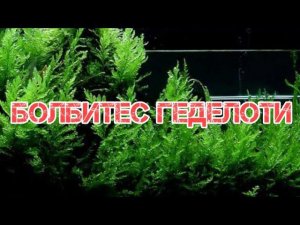 Болбитис Геделоти  или Конголезский папоротник.Содержание и разведение в аквариуме