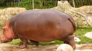 Бегемот какает