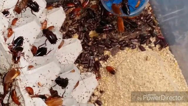 The secret of Roach chow and How to set up a red runner colony with Torpedoes n Tarantulas!!! смотреть онлайн