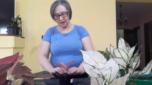 Аглаонемы покупка и пересадка в новый грунт. смотреть онлайн