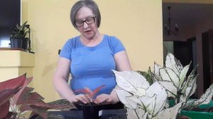 Аглаонемы покупка и пересадка в новый грунт.