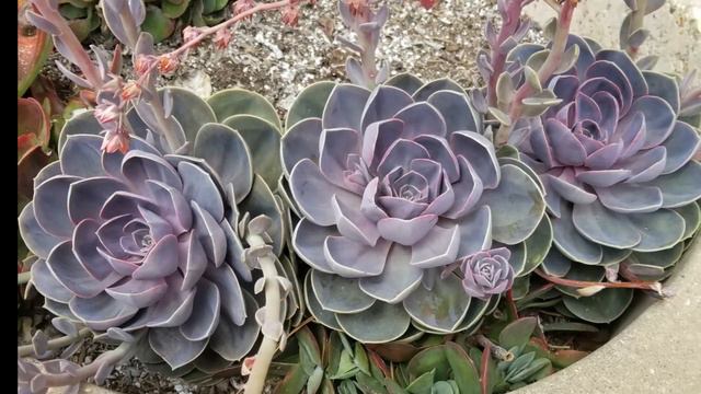 Doug's 15 Favorite Variegated Succulents смотреть онлайн