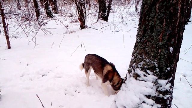 МОЯ СОБАКА СЪЕЛА ЗМЕЮ
