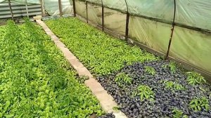 Базилик. Выращивание базилика в теплице. Приправа. Специи. Красный, фиолетовый базилик. Дом. Огород