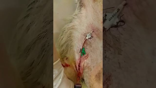 Центральный катетер.свинье. смотреть онлайн