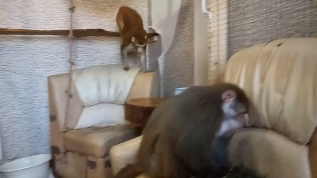 Обезьянки Гоша и Маруся вместе хоть куда смотреть онлайн