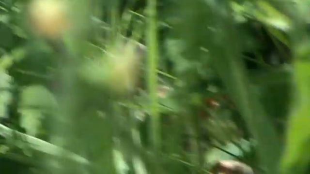 Ромашка полевая.Полевые цветы смотреть онлайн