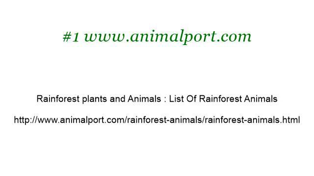 List Of African Rainforest Plants смотреть онлайн