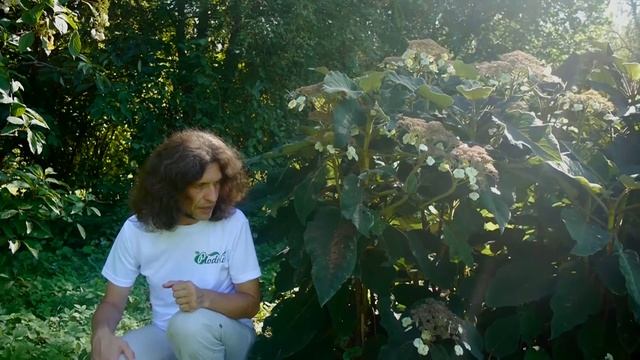 Гортензия Саржента I Hydrangea aspera sargentiana смотреть онлайн