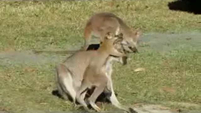 Cute baby Wallaby смотреть онлайн