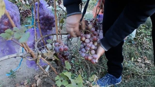 виноград малиновый звон, богатырь смотреть онлайн