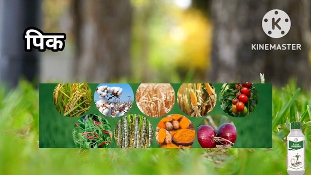 Luna Experience| Luna Bayer Fungicide|भुरी वरती प्रभावी नियंत्रण #bayer@AapliShetiAaplshivarD