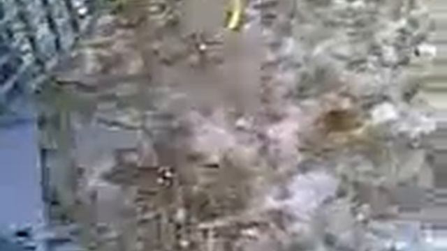 Rescued Stoat Rescued Stoat (Mustela erminea) being released смотреть онлайн