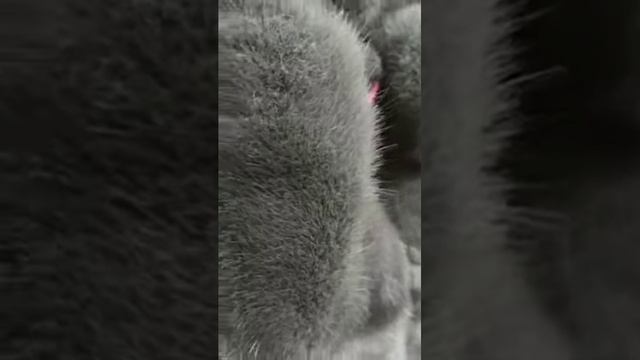 Норковая шуба от Элитмех смотреть онлайн