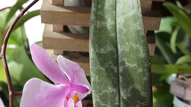 Phalaenopsis schilleriana ФАЛИНОПСИС ШИЛЛЕРИАНА смотреть онлайн