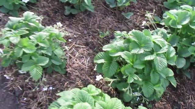 ПОДРОБНЫЙ ОБЗОР ТЕПЛИЦЫ И ОГОРОДА!!!