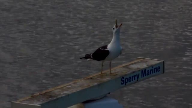 Море, чайки, корабли и сложение волн))) смотреть онлайн