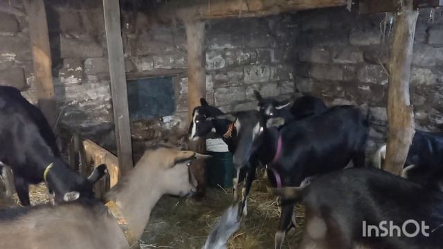 🐭Лишили последних штанов🐀. От кого ждем приплод? 🐐 Обзор рожениц и козлов. смотреть онлайн