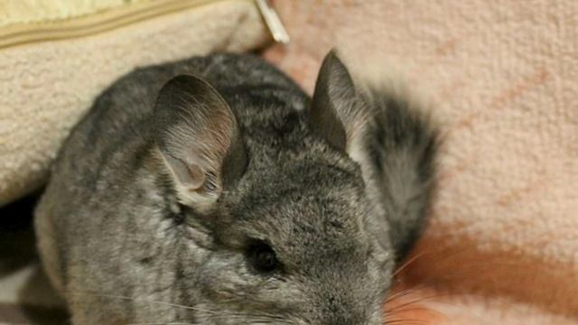 Домашний питомец — шиншилла: плюсы и минусы смотреть онлайн