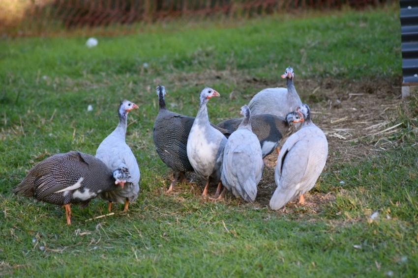 Цесарки на прогулке