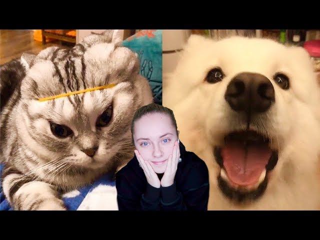 САМОЕ МИЛОЕ ВИДЕО В МИРЕ | ПОПРОБУЙ НЕ УМИЛЯТЬСЯ ЧЕЛЛЕНДЖ | реакция на собак и кошек в тик ток смотреть онлайн
