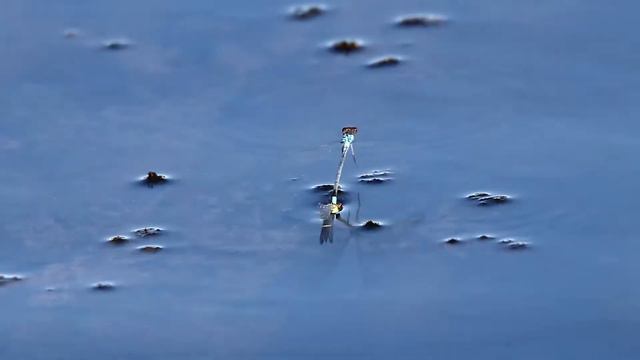 Стрелка-красноглазка, или эритромма большая. Erytromma najas. Насекомые Беларуси. смотреть онлайн