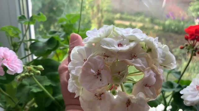 Ранковий релакс(Пеларгоніі Survivar Rosalinda, Madam Bovary, Granny Barter,PAC Madeline, Ains. Duke смотреть онлайн