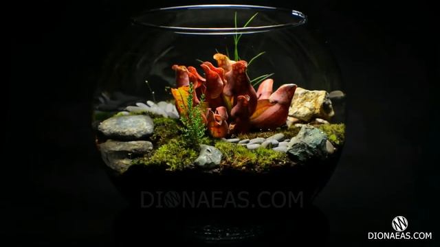 Флорариум Саррацения хищное растение, Sarracenia purpurea, flytrap, carnivorous plant DIONAEAS.COM смотреть онлайн