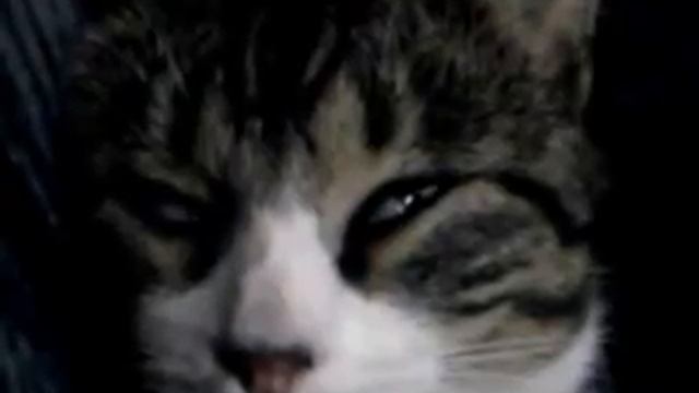 Кот спит с открытыми глазами. смотреть онлайн