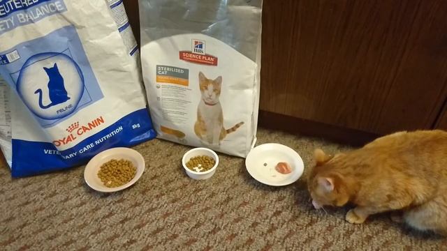 Какой корм выберет рыжий кот ? Феликс. Хиллс VS Роял Канин VS сарделька. | What food the cat choose смотреть онлайн