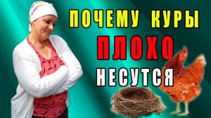 Почему куры плохо несутся. Причины