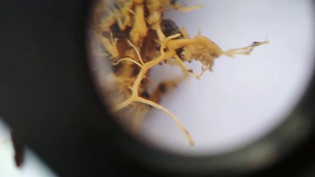 Почвенные клещи в кокосе смотреть онлайн