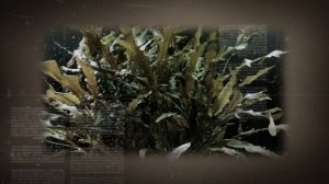 СЕВЕРУМ.Содержание и разведение в аквариуме