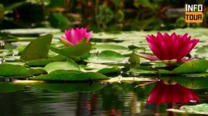 Красивые цветы ?? ~ Удивительные пейзажи природы и лучшая расслабляющая музыка.