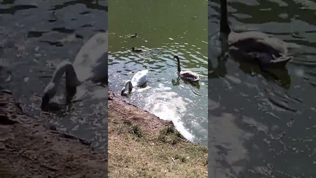 Немного сказки ,в жизни взрослых людей,не помешает?? смотреть онлайн